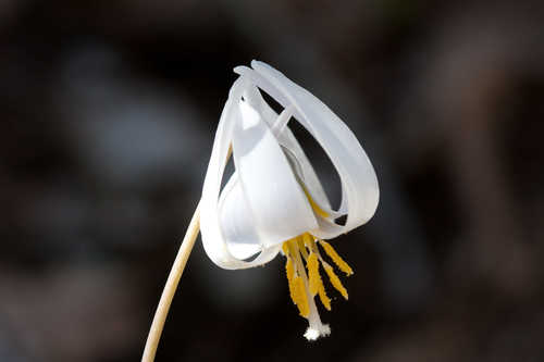 Erythronium albidum #14